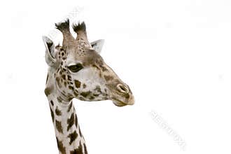 Giraffe head isolated on white