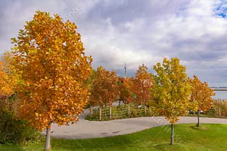 Colorful fall foliage in a park with the Toronto skyline in the background