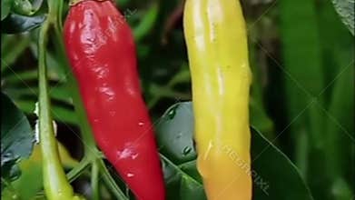 Cayenne pepper is a plant that has a spicy taste
