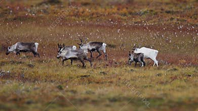 reindeer grazing in the autumn tundra
