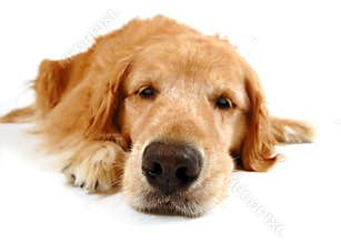 Funny dog
