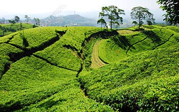 Bandung tea plantation