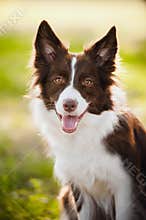 Happy brown dog border collie