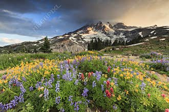 Flowers and mountain