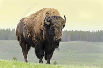 Bison in America