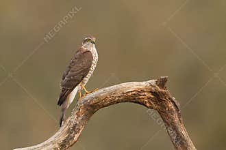 Birds of prey Sparrowhawk Accipiter nisus, hunting time bird sitting on the branch, Poland Europe