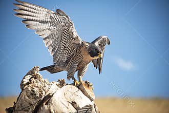 Peregrine falcon landing on a tree stump in Colorado