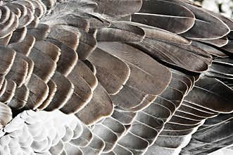 Goose feather