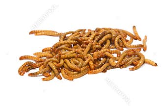 Meal worms, animal meal