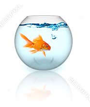 Goldfish In A Bowl