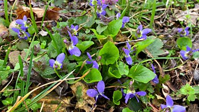 Violets maedow, early blue spring flowers, small springtine wildflowers and fresh leaves in park