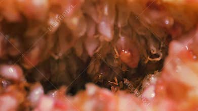 Figs in the hands of a man broken into two parts against the background of the sea. Live a healthy life. Be H3althy