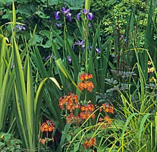 A Close up of Summer flower border with Primulas and Iris\'s in a Welsh mountain garden