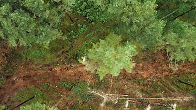 Aerial view of a large tree that is being cut down