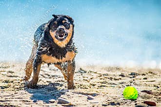 Wet dog shaking near water
