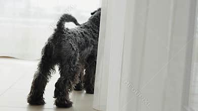 barking dog outside the window of the house