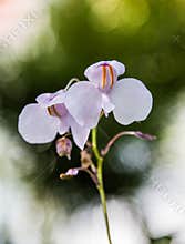 Two beautiful orchids are blooming