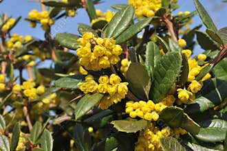 Berberis julianae