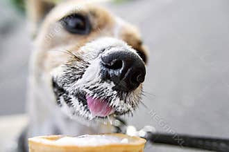 Portrait nice dog dog eating ice cream on a cone waffle. Treats for pets. Walking with dog around the city on hot sunny day