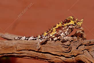Thorny devil