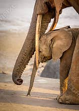 Baby elephant hiding under mother for protection