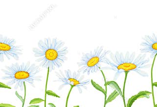 Seamless border of daisies on a white background