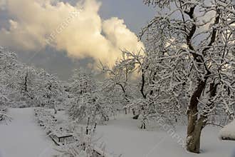 Forest of Valaam Island on winter day