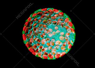 Protoplast