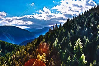 Forrest and mountains