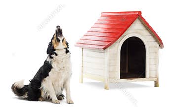 Border Collie sitting and barking