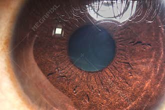 Macro of brown colored human eye