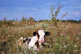 Brown and white cow calf laying on glade with flowers
