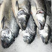 Pacific Salmon