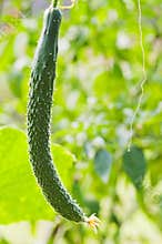 Cucumber