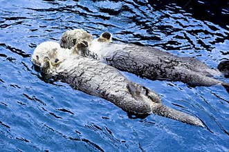 Cute see otter