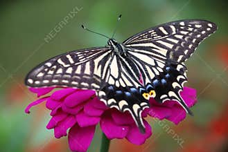 Butterfly and flower
