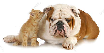 Dog and cat