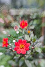Flowers in selective focus