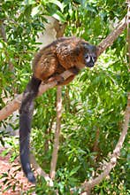 Red-bellied Lemur hanging on a tree branch