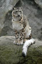 Snow Leopard
