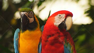 Parrots