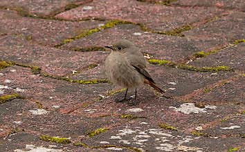 A cute female black redstart (Phoenicurus ochruros) standing on the ground on cloudy afternoon