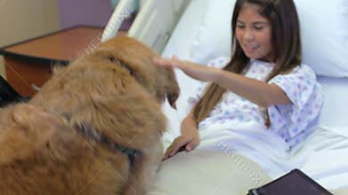 Young Girl Being Visited In Hospital By Therapy Dog