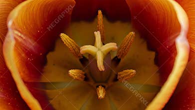 Macro Shot of an Orange Tulip Interior Featuring Stamens and Pistils