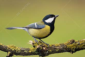 Great tit