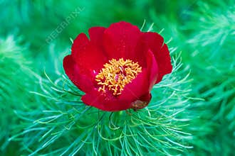 Paeonia tenuifolia red flower, steppe peony, the power of the spring in the garden, close-u