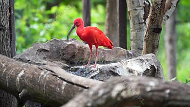 The scarlet ibis bird is swimming in the lake. It is preening its feathers and enjoying swimming.