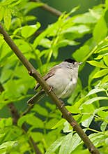 A close-up shot of male eurasian blackcap (Sylvia atricapilla) resting on a branch on cloudy day