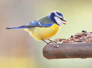 The Blue Tit.