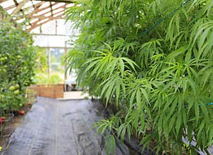Marijuana ( cannabis), hemp plant growing inside of the green ho